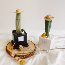 밍크선인장 백섬과 용신목 모노톤스퀘어화분 세련미 봄맞이 플랜테리어, 화이트, 1개