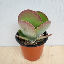 2500 당인 다육이 소품 10~25cm