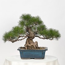 소나무 해송37호 승진축하 영전 취임 환갑 상견례 부모님 고급 분재 선물