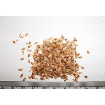 더덕 씨앗 1 컵