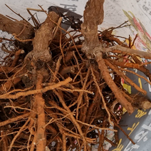 [산지무료배송] 청양구기자 뿌리 말린 지골피 300g, 건지골피 300g, 1개