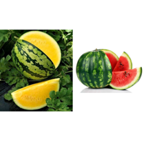 애플수박 복수박 씨 씨앗, 초롱복수박