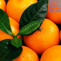 1kg 국내산 제철과일 천혜향 제주명품과일 농장