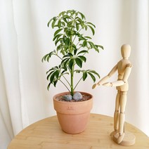 데일리가든 홍콩야자 키우기쉬운식물 + 이태리토분