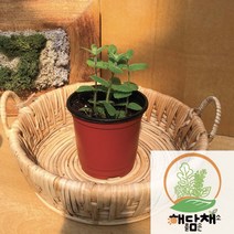 애플민트화분