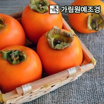 감나무 5종 가림원예조경, 대봉시 접목1년특묘(2개 세트)