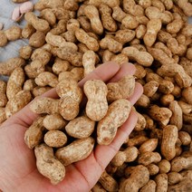 국산 햇땅콩 고소한 피땅콩 삶아먹는 생땅콩 1.5kg, 단품
