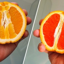 퓨어스펙 오렌지 블랙라벨 카라카라 고당도 대과 수입 제철 아임핑크, 카라카라 오렌지, 11과(약2.5kg)