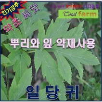 약초씨앗-산야초-잎 뿌리 약초사용 일당귀 300립, 상세페이지 참조