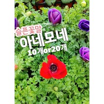 아네모네꽃 10개 20개/꽃 한송이가 피는 봄꽃 아네모네