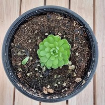 모라넨시스 엑셀비아나 끈끈이잎 식충식물기르기 파리지옥키우기 모기잡는식물