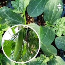 리틀플랜트 수세미 모종 2개 열매채소 모종 텃밭