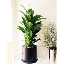 공기정화식물 스파티필름 중대형 지름18cm 블랙 화분 세트