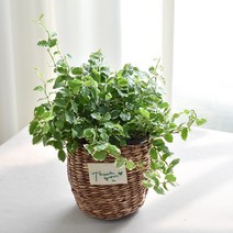 실내공기정화식물 율마 아레카야자 스킨답서스 산세베리아 테이블야자 유칼립투스 이레카야자 페페 스투키 몬스테라, (식물만), 25.푸미라