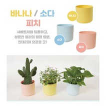 하bii_플라스틱화분 다육이 인테리어 미니 소형 원형 분갈이 저면관수 아이디어♥taught, ♥taught바나나
