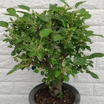 사과나무 - 애기사과나무 58