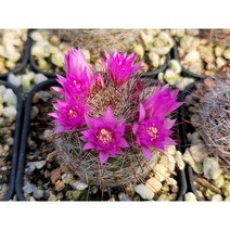 월령환 적화-랜덤 5천원상품 아프리카농장 희귀다육 선인장, 1개
