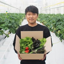 양촌리상회 유럽채소 다이어트 샐러드용 야채박스 유러피안채소 4종 800g 스마트팜 으로 친환경 재배