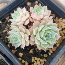 [수암다육] 콩콩볼 랜덤발송 Echeveria 랜덤발송 다육 다육이 다육식물 413, 1개