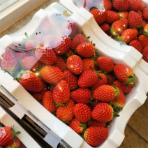 산지직송 첫수확 충남 논산 부여 고당도 설향 생 딸기 중대과 2kg, 1개