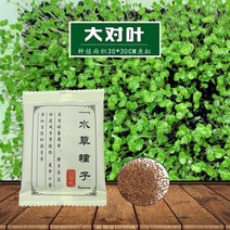 수초 씨앗 어항 조경 세트 산소 증가 소대엽 씨앗 풀독, 대엽 1봉지