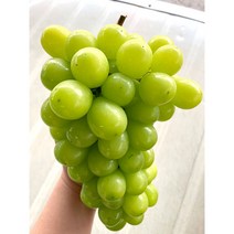주문확인 후 수확하는 샤인머스켓 머루포도 고당도 특등급 4kg 안성 백가농장