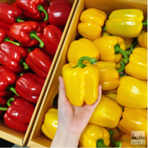 싱싱한 최상품 파프리카 빨강 노랑 혼합 1kg 3kg 5kg 빨간 노란 혼합 [노블프레쉬], 빨강 파프리카만 3kg, 1개