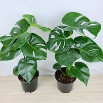1+1 몬스테라 델리시오사 [플라워앤곰] 중품/ 포트15cm/ 높이50cm