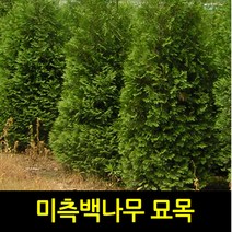순희농장 미측백묘목 [정품]미측백나무 2m전후 울타리 관상 폐차 방음 방품, 1개, 정품미측백분2m전후)