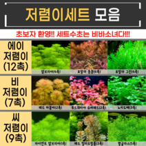랜덤수초 저리가라 저렴이세트수초(12촉 6촉 8촉), 비 저렴이세트(6촉_노치2+슈레2레카2)
