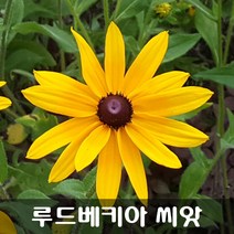 [해피플라워] 루드베키아 씨앗 1g(약 2000립) / 봄 가을 파종 꽃씨