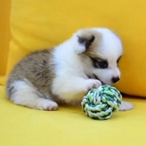 강아지 공 실뭉치 장난감 이빨갈이 실타래 고양이 놀이애기강아지장난감공 새끼강아지장난감 어린강아지장난감 치실공 애견장난감공 이빨갈이 강아이훈련 이빨갈이공 강아지놀이공 이빨갈이장난감, 애견 실뭉치장난감