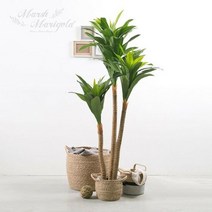 마쉬매리골드조화 드라세나 콤팩타 135CM FMNA800700, 단품