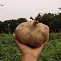 진안 멕시코감자 인디언감자 얌빈 히카마 5kg 10kg 건히카마 생히카마, 진안 멕시코감자 히카마 5K, 1개