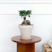 인삼벤자민 중형 대형 토분 세트 실내 카페 로비 공기정화식물, A55Z.인삼벤자민