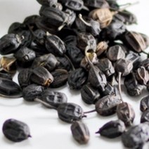 국보 황칠나무씨앗 100g 담금주 황칠백숙 차