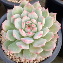 다육식물(티피 대품)랜덤 발송, 1개