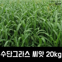 수단그라스씨앗 20kg 만생종 녹비 목초용 농사모아