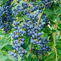 블루베리 스위트하트 4치 비닐포트