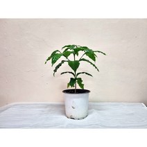 꽃용 커피 나무 중품 15cm포트