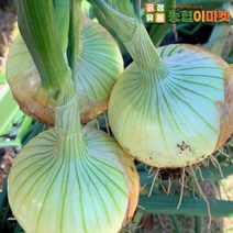 [익산원예농협] 2022년 국내산 양파 3kg (특), 1box 3kg (특)