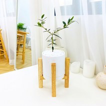 앙플랜트 우드스탠드 소품 공기정화식물 set, 올리브나무소품/우드스탠드&화분set