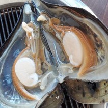 국내산 생물 키조개 관자 구이 회 찜 3미 5미 중대 사이즈 산지직송, 생물 키조개 (5미)