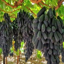 묘목/포도나무(스위트사파이어)/접목1년 /5주 CH106