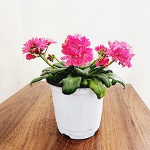 하늘꽃농원 레위시아 야생화
