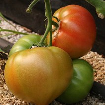 과일 퇴촌토마토 tomato 완숙토마토 4kg