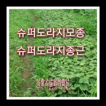 슈퍼도라지종근 60주 슈퍼도라지모종 슈퍼도라지씨앗재배, 1개