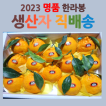 산지직송 제주도 서귀포 고당도 한라봉 선물세트, 산지직송 명품 한라봉, 중소과 3kg(벌크)