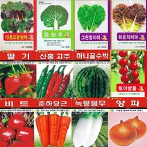 SN월드 씨앗 모음 쌈채소 열매채소 뿌리채소 특허 특수씨앗, 4.잡곡류, 대학찰옥수수