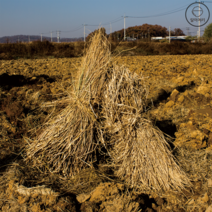 2022년산 김포 햅볏짚지푸라기 1kg 월동자재 볏단 보온 강아지집 길냥이 길고양이 볏짚삼겹살, 1개